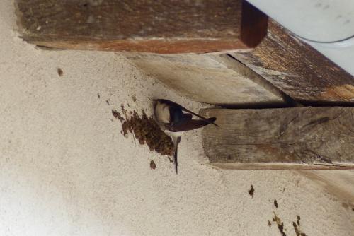 Hirondelle :
