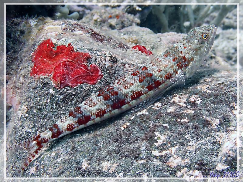Anoli commun, Anoli rouge, Diamond lizardfish (Synodus dermatogenys) - Betaniazo - Tsarabanjina - Mitsio - Madagascar