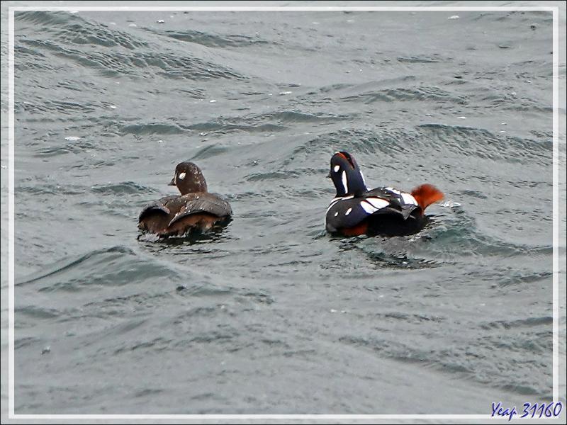 08/06/2023 : la découverte du fjord Hvalfjordur se poursuit sous une pluie battante, paysage quasi inexistant car nous baignons dans la brume - Islande
