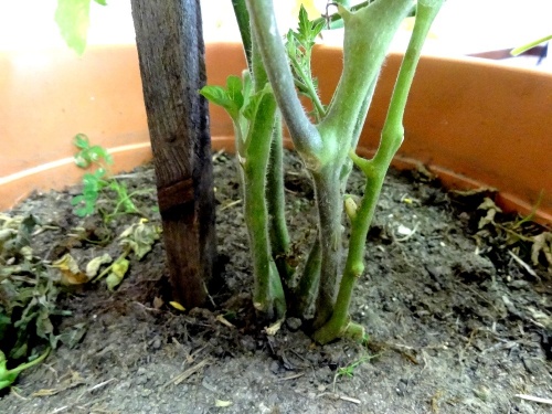 "Le jardinier amateur", l'exposition 2012 des Amis du Canton d'Aignay le Duc