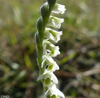 Spiranthes spiralis - spiranthe d'automne