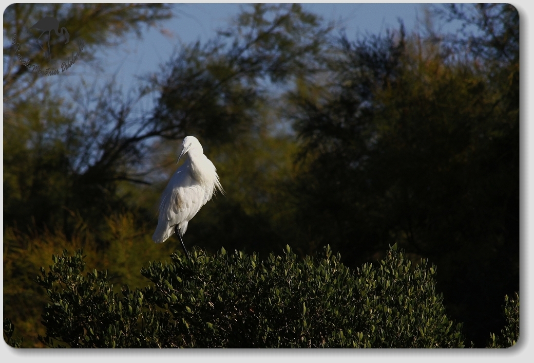 Aigrette garzette...
