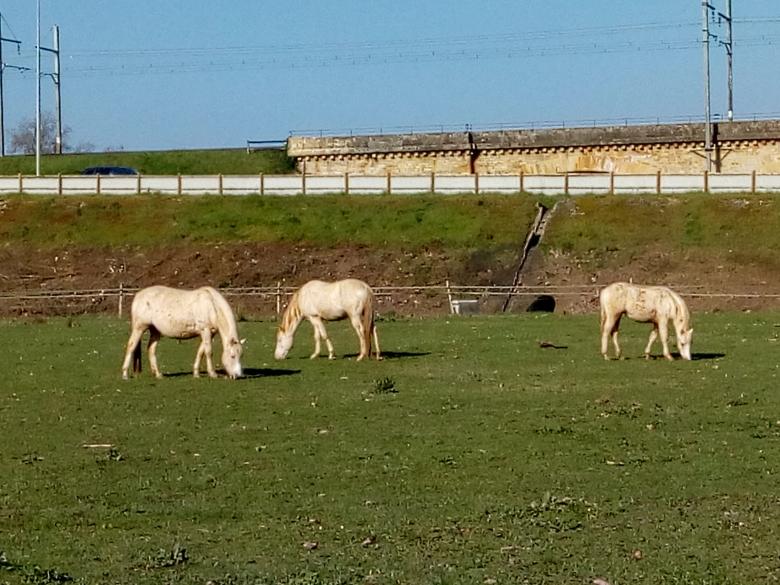 des chevaux en pleine nature