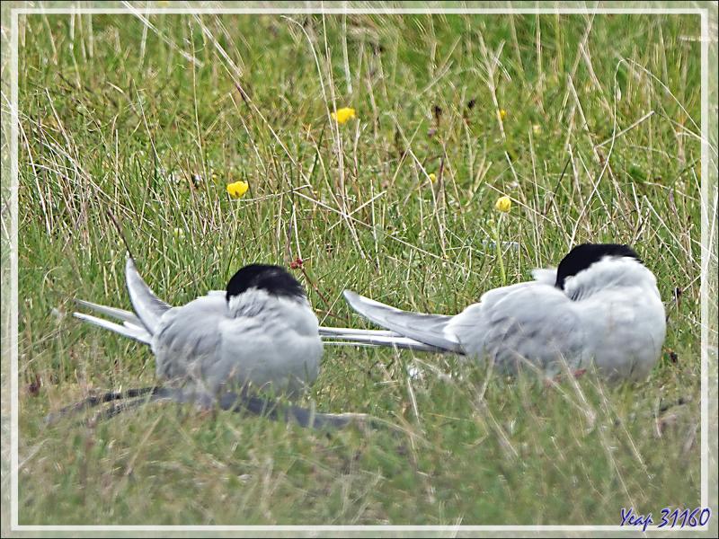 07/06/2023 : nous nous dirigeons vers le Blue Lagoon tout en faisant de la géologie, de la botanique ou de l'ornithologie lorsque l'occasion se présente - Péninsule de Reykjanes - Islande