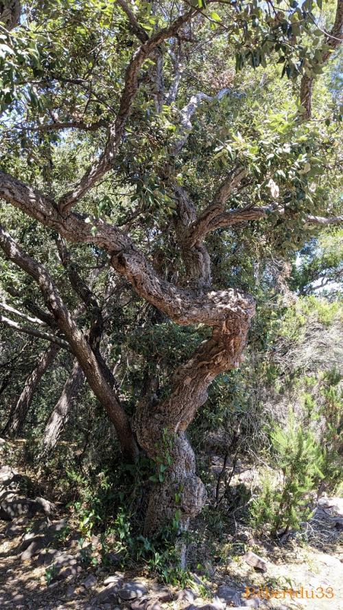 Le Pradet dans le Var - 2