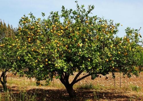 Arbre fruitier  ; Citronnier