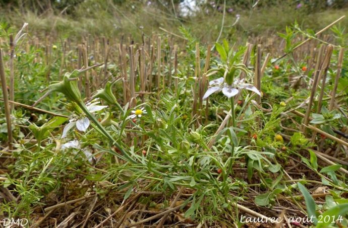 Nigella hispanica var. parviflora = Nigella gallica  -  nigelle de France