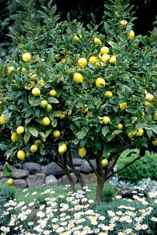 Arbre fruitier  ; Citronnier