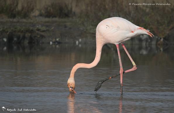Flamants roses en patouille dans la vase...
