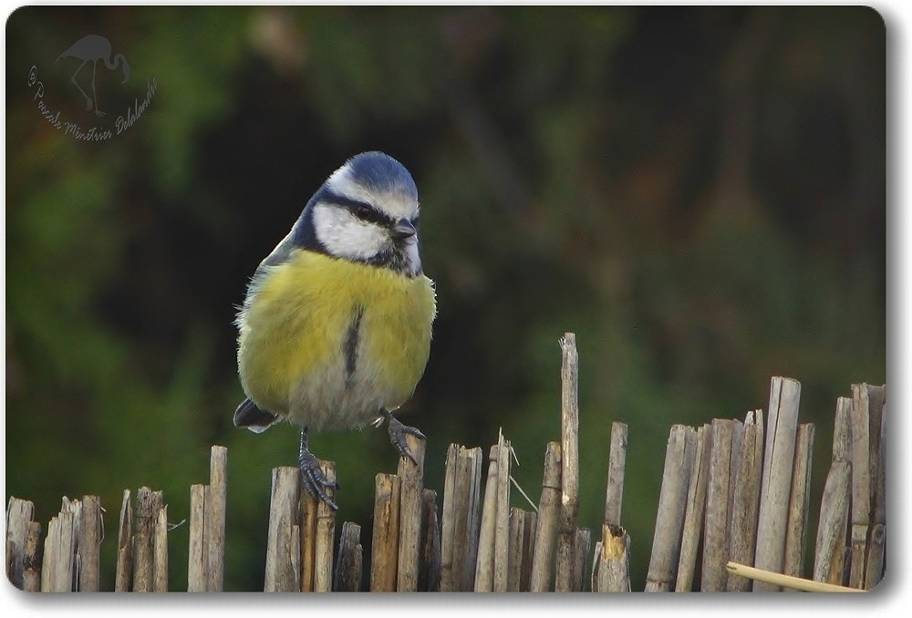 Mésange bleue inspectant les lieux...