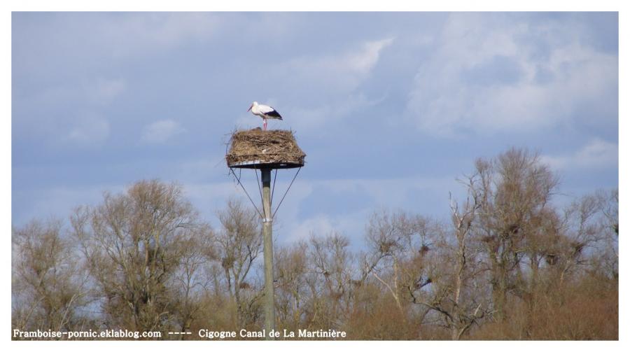 Cigogne au Canal de la Martinière