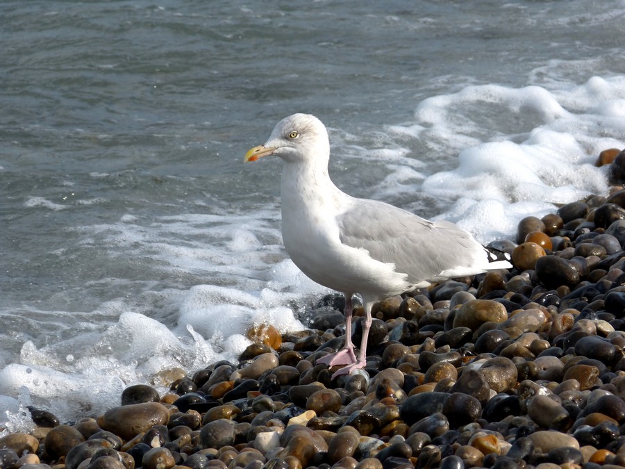 Toujours en Somme, à une heure d'Amiens