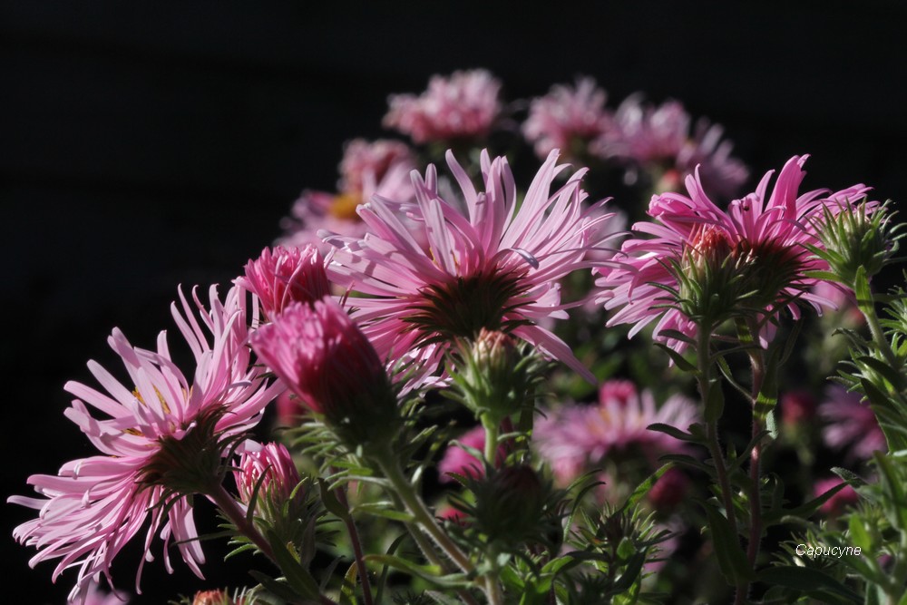 Feu d'artifice d'automne : Balsamines et Asters