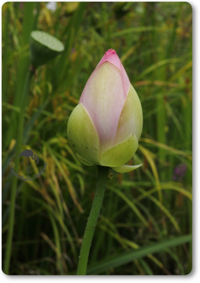 Lotus Sacrés...