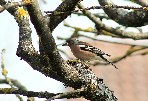 Dix-sept sortes d'oiseaux qui ont fréquenté mon jardin durant l'hiver 2015-2016...