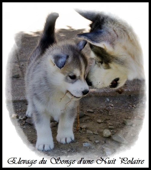 Chiot Husky Mâle (42j)