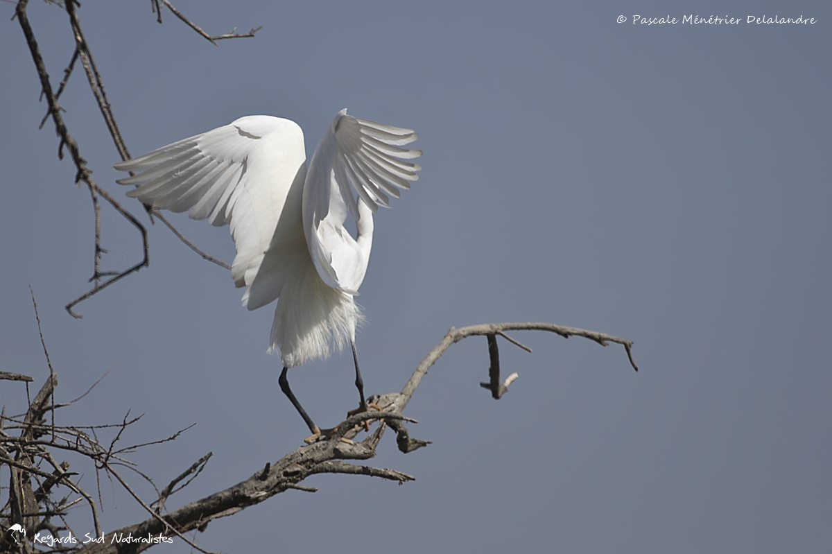 Aigrette garzette