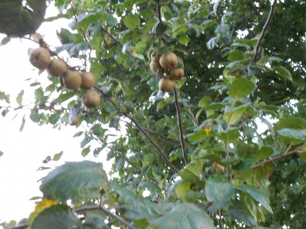 Un petit tour de jardin ... !!!