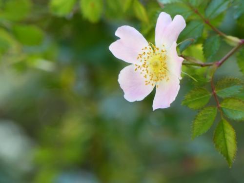 Flore du Plan d'Aups