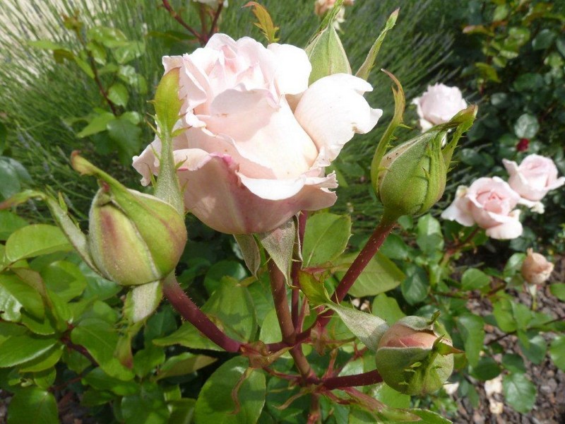 les roses 