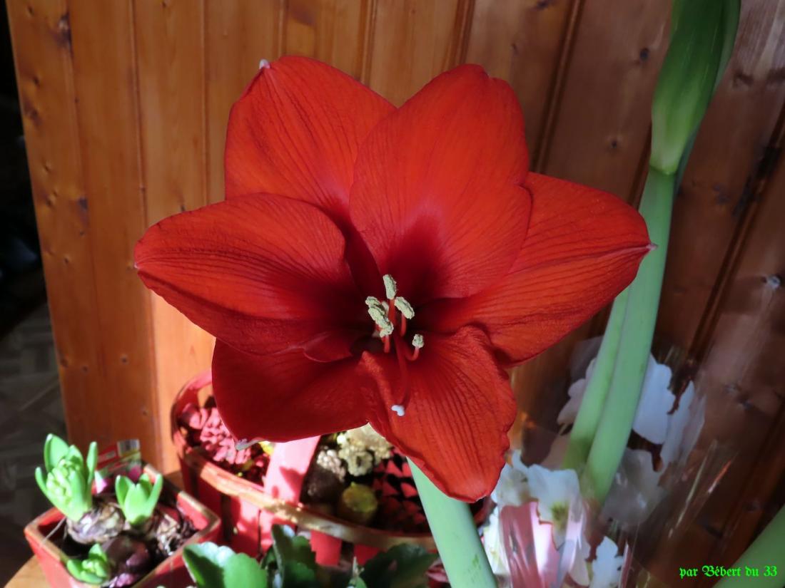 Notre amaryllis ...