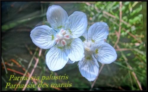 Un diaporama de Jean Ponsignon sur la Nature Châtillonnaise