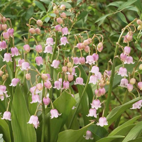 Fleurs cultivées : Muguet