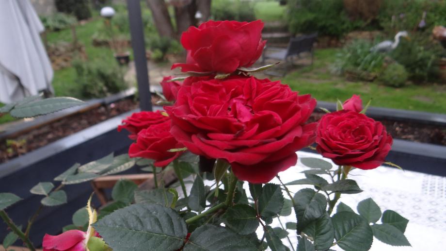 Rosier Miniature 'Ruby Ruby ' de Portarieu