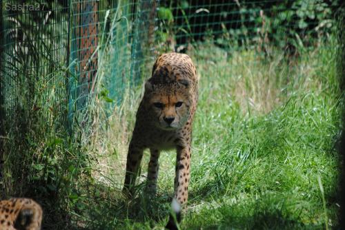 (1) Le guépard du Nord.