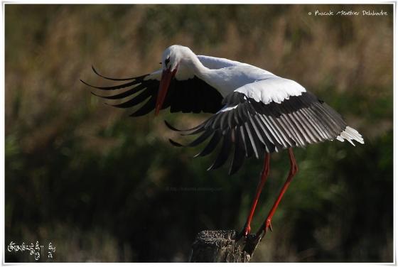 Cigogne blanche - Ciconia ciconia - White Stork