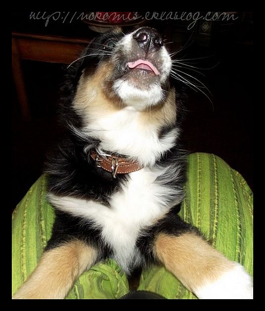 Tranches de vie d'un Australian Shepherd