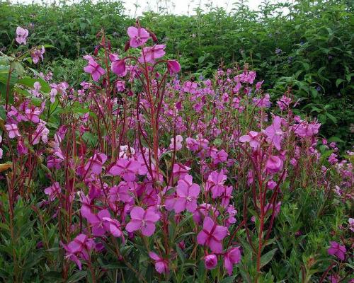 Fleurs cultivées : Epilobe