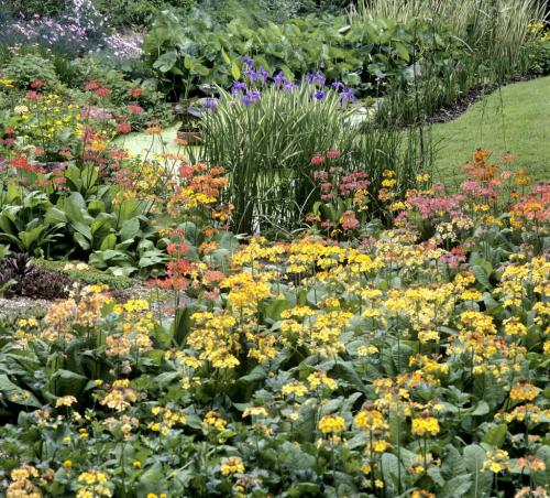 Fleurs cultivées : Primevère
