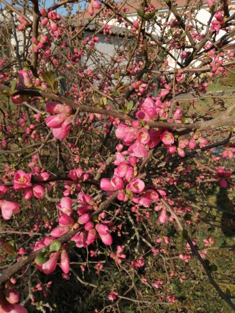 Bouquet de printemps