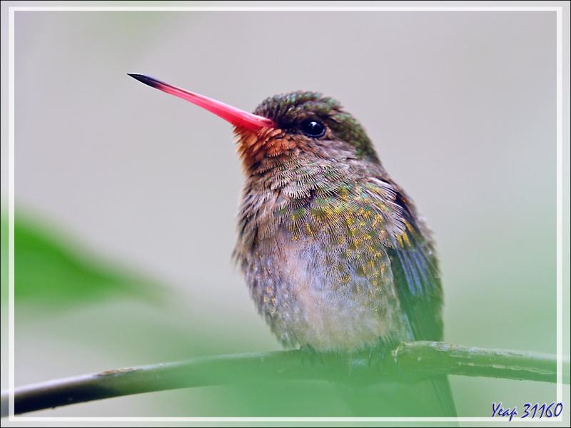Colibri Saphir à queue d'or ou Colibri doré, Gilded Sapphire (Hylocharis chrysura) - Parque das Aves - Foz do Iguaçu - Brésil