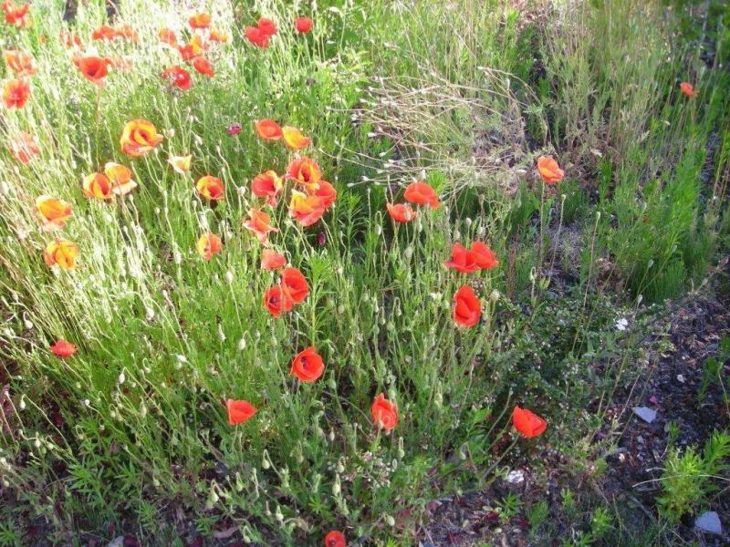 coquelicots 