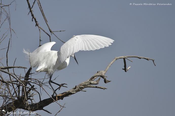 Aigrette garzette