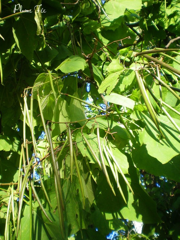 Image006.jpg