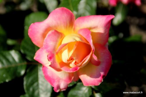 Lundi 21 au Dimanche 27.09 + Bonus