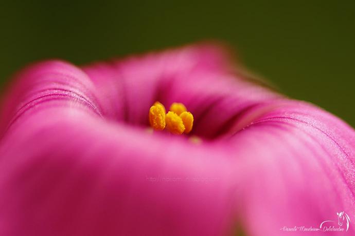 Oxalis deppei (famille des trèfles) - Oxalidacées (Oxalidaceae) - Fleurs et feuilles