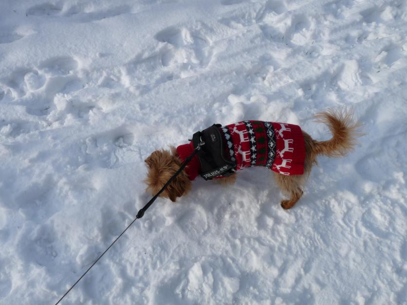Les animaux et la neige