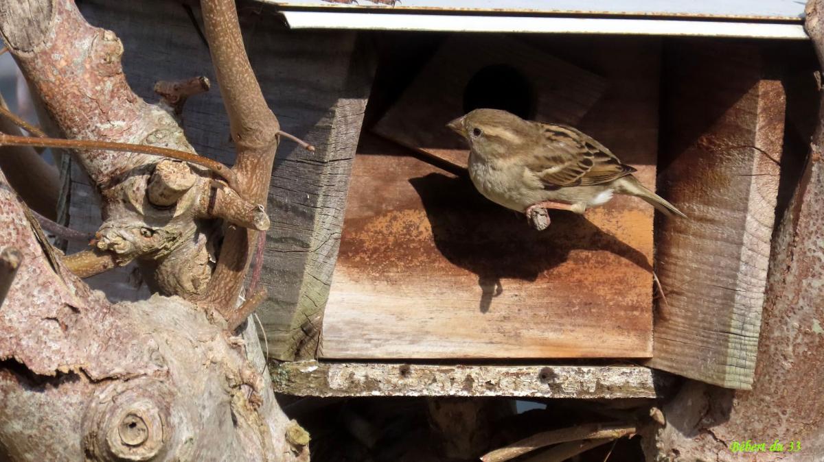 des moineaux au jardin