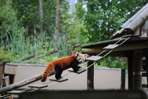 (8) Le Panda Roux.