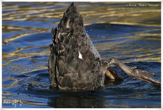 Cygne noir