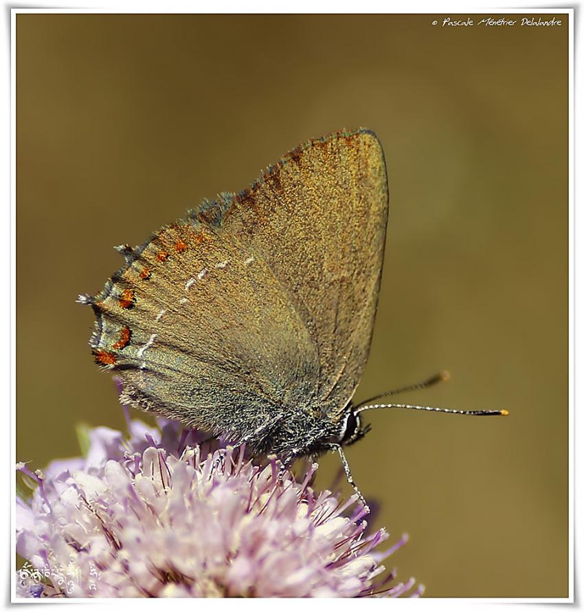 Papillons Thècles