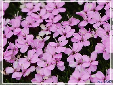 07/06/2023 : Brimketill, belle piscine naturelle crée par les coulées de lave, vue par mer très calme - Péninsule de Reykjanes - Islande