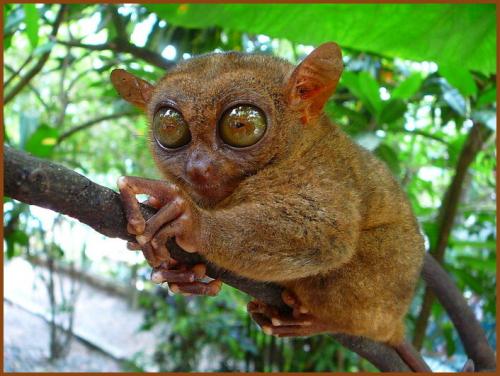 animaux d asie