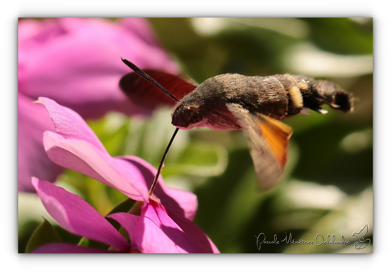 Moro-sphinx (Macroglossum stellatarum)