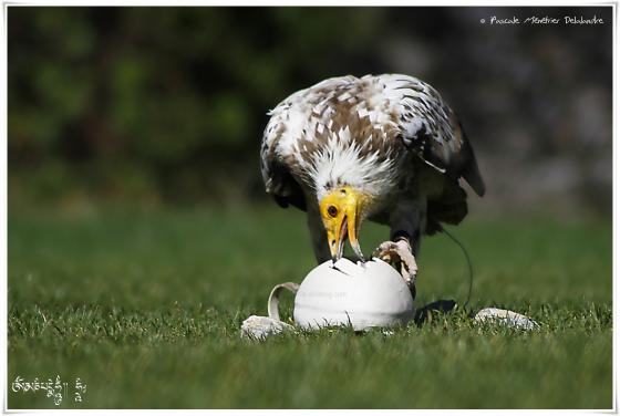 Vautour percnoptère - Neophron percnopterus - Egyptian Vulture