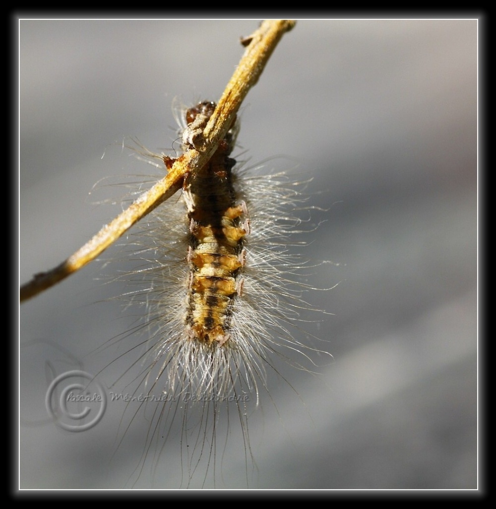 Chenille de Bombyx disparate égarée dans mon jardin...
